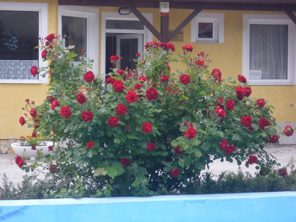 Tulipan Bungalow Camping Resort Gyenesdiás Extérieur photo